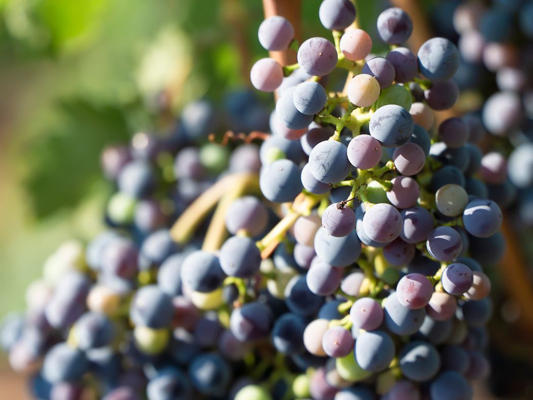 uvas uvas