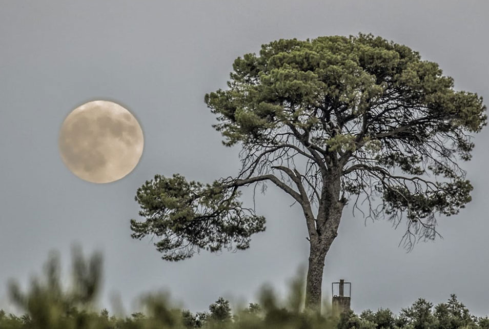 El Pino Centenario de Arjonilla (Jaén)