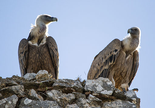 Buitres sobre torre en Gaucín (Málaga)