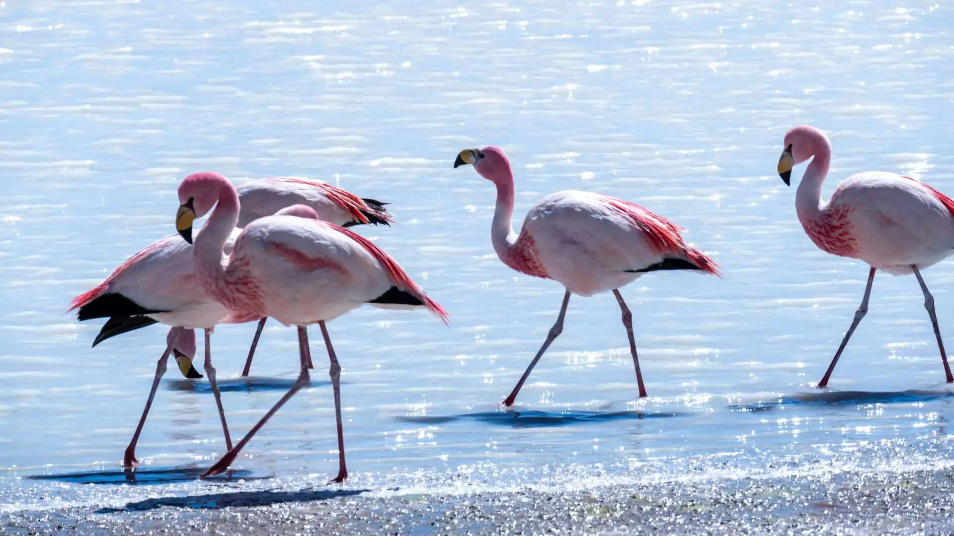 Flamencos en la Laguna de Fuente de Piedra representando la ruta por los miradores mágicos de España y sus pueblos