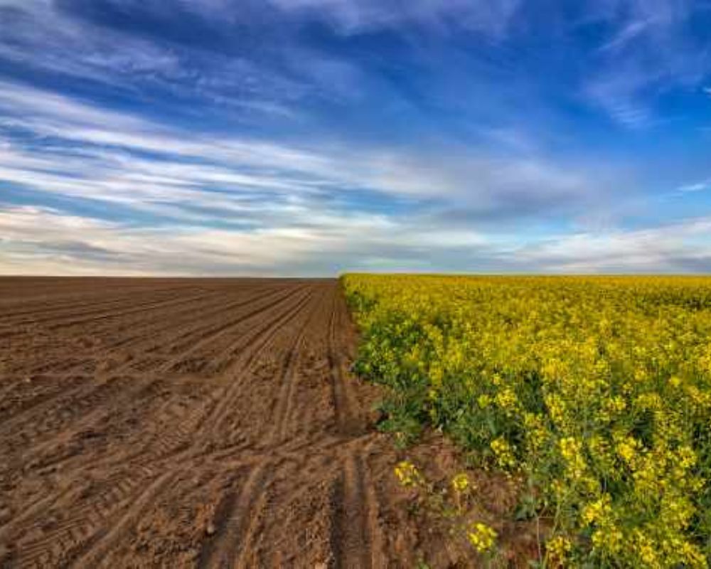 Oprtunidades reales Oportunidades reales en un campo de siembra