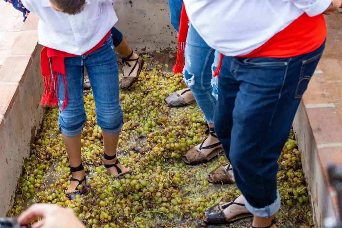 Pisa de la uva durante la Fiesta de Viñeros de Moclinejo