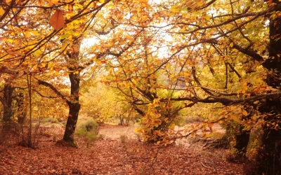 Gaucín en otoño: caminos para entrar en el Bosque de Cobre